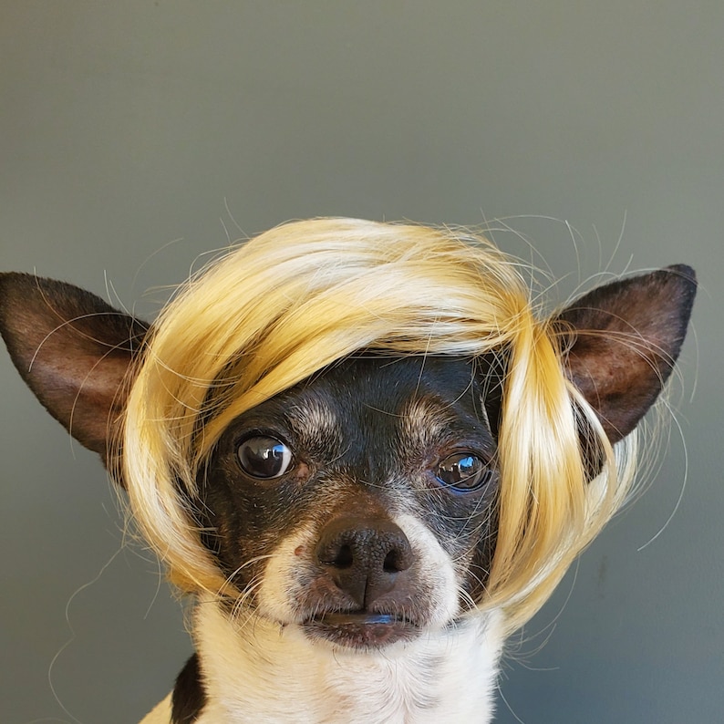Pet wig blond color for dog or cat wig for pet Halloween pet wig Costume wig for dogs