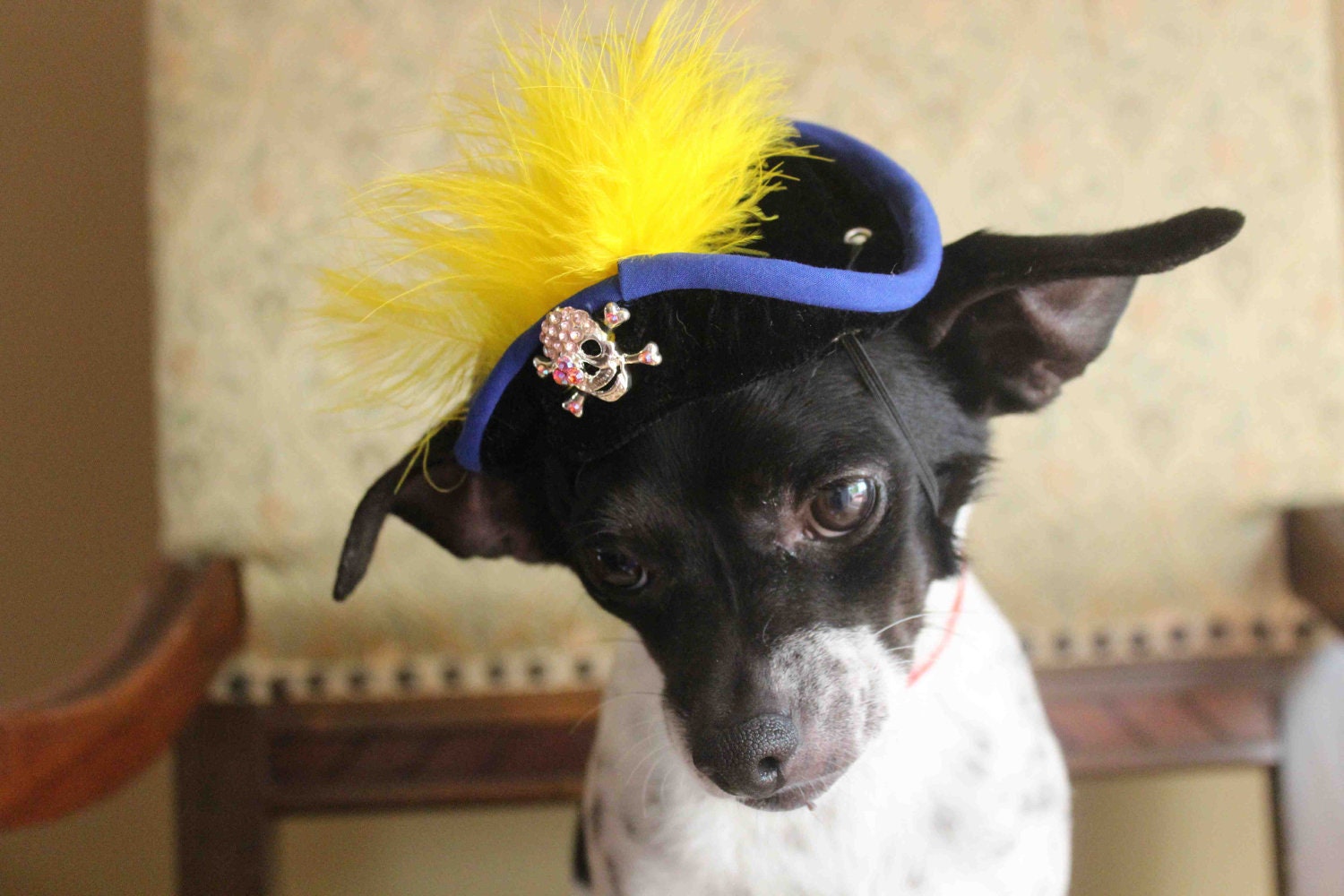 Pirate hat for dog or cat Etsy