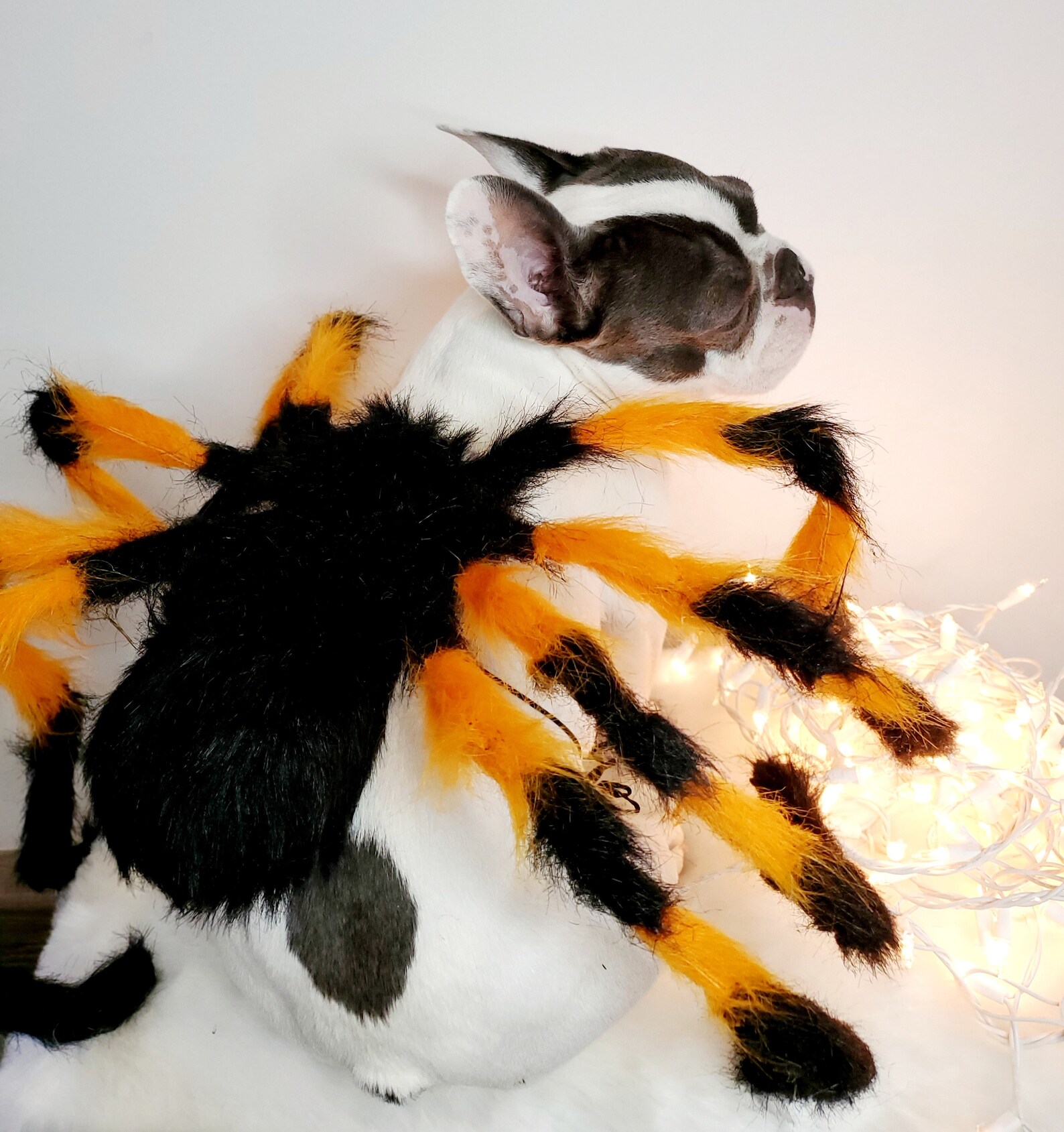 Spider Costume for Pets / Halloween Costume/dog Costume/ Etsy