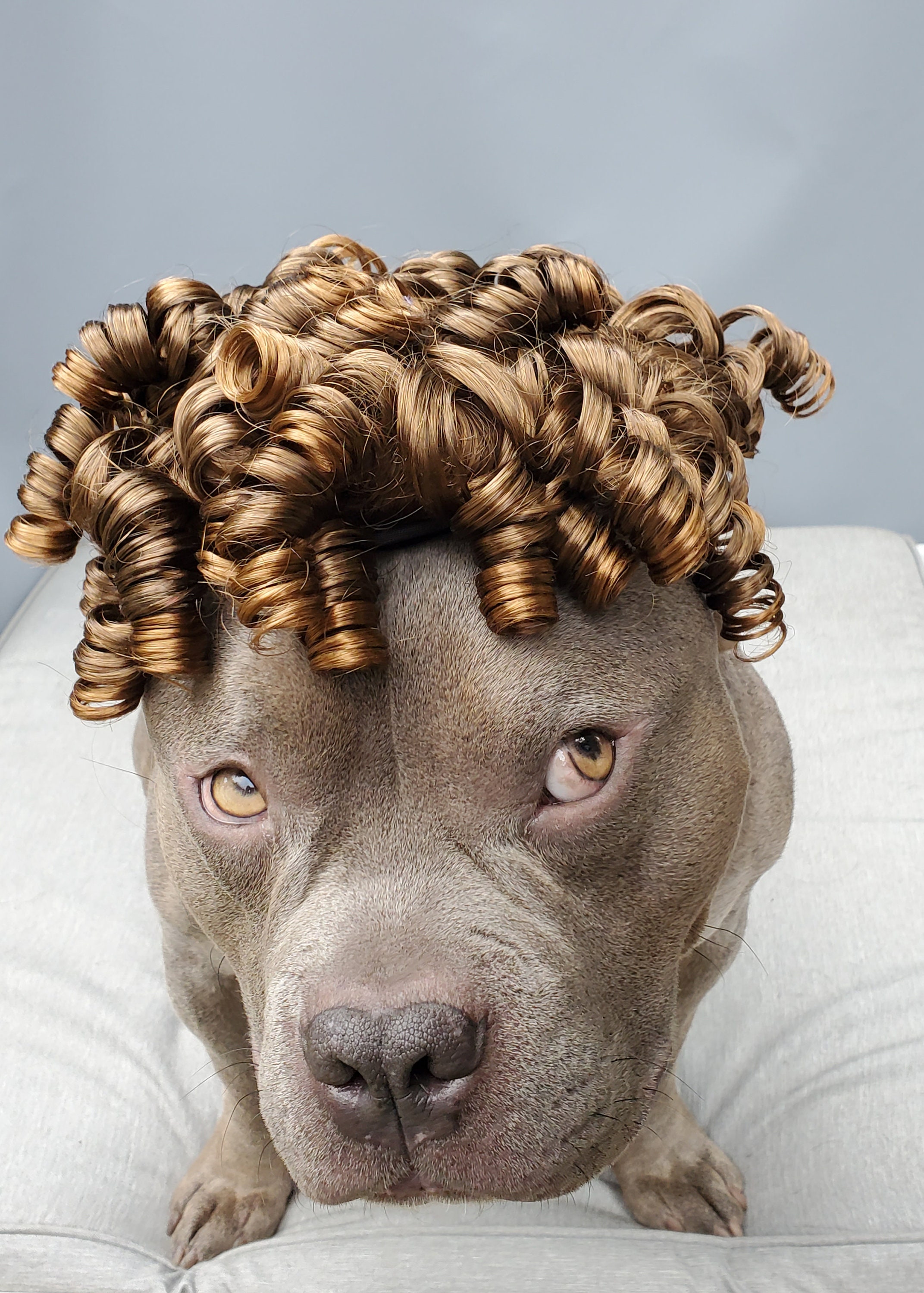 Brown dog wig sales