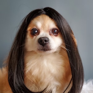 Cute pet wig black color dog or cat/Halloween dog wig/Costume dog wig /Dog costume / Cat costume / image 6