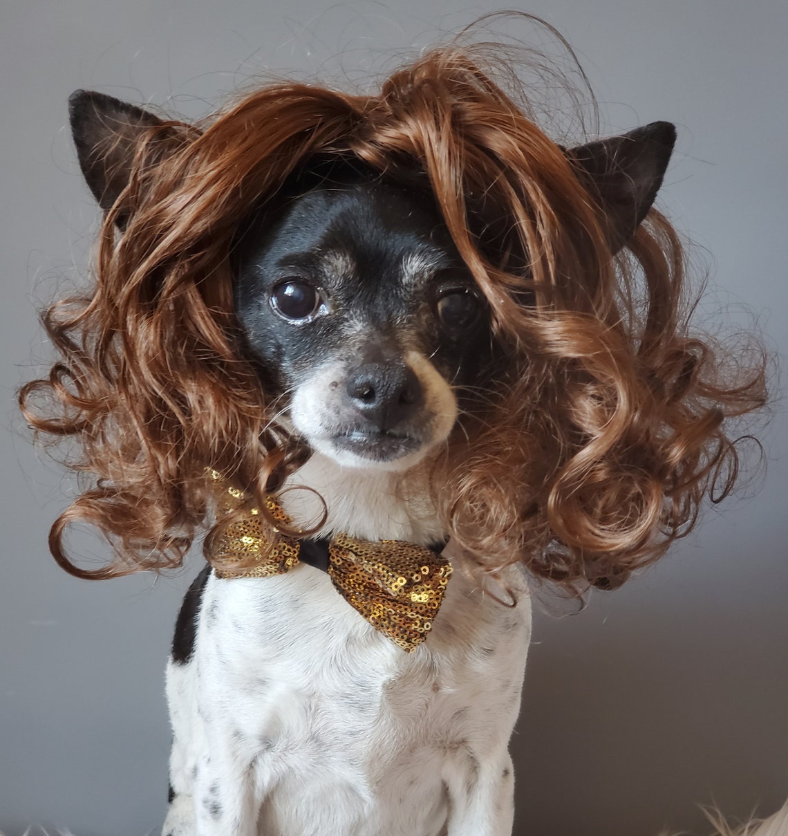 Pet Wig Brown Color for Dog or Cat / Halloween Dog Wig/ - Etsy