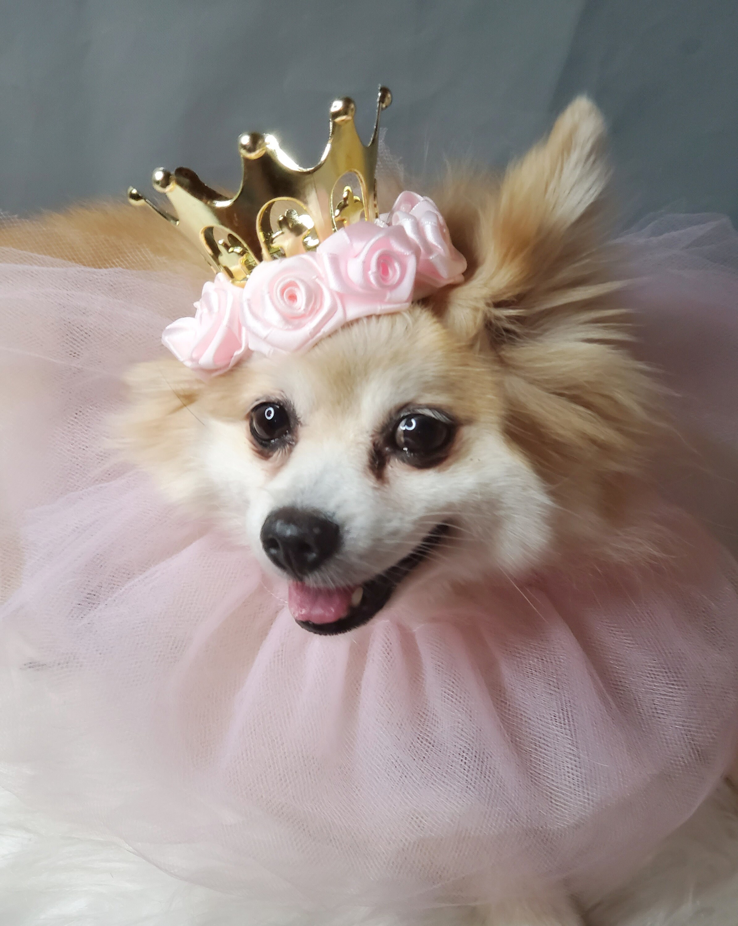 Gold Crown With Pink Collar Tie For Dog Or Cat /Princess Set/