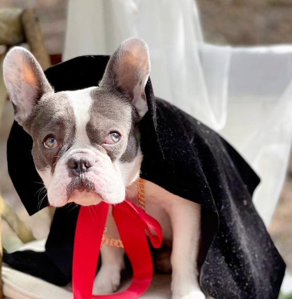 Costume hot sale dog collar
