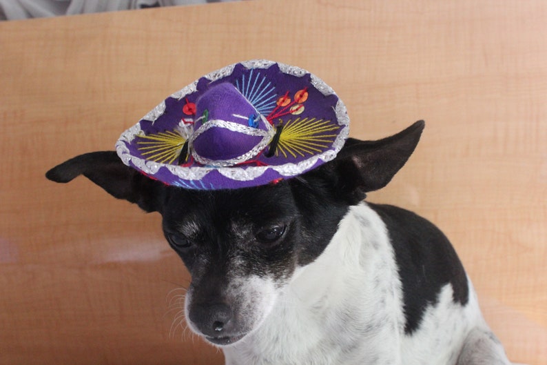 Cute sombrero hat for dog or cat