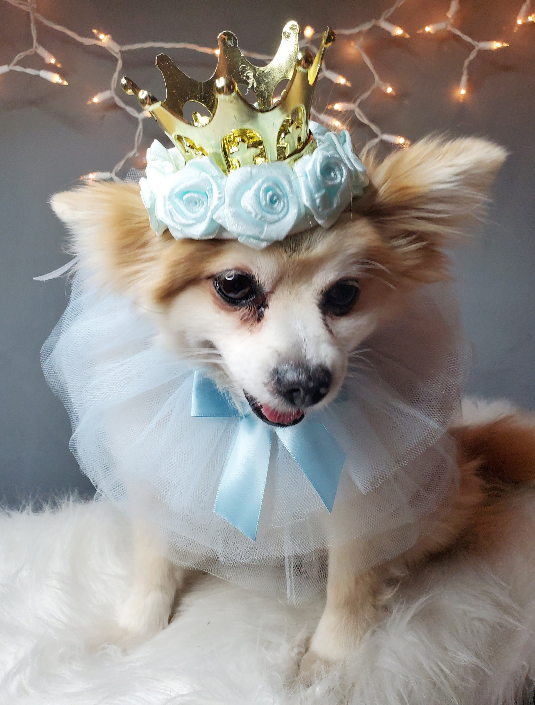 Gold Crown With Blue Collar Tie For Dog Or Cat /Princess Set