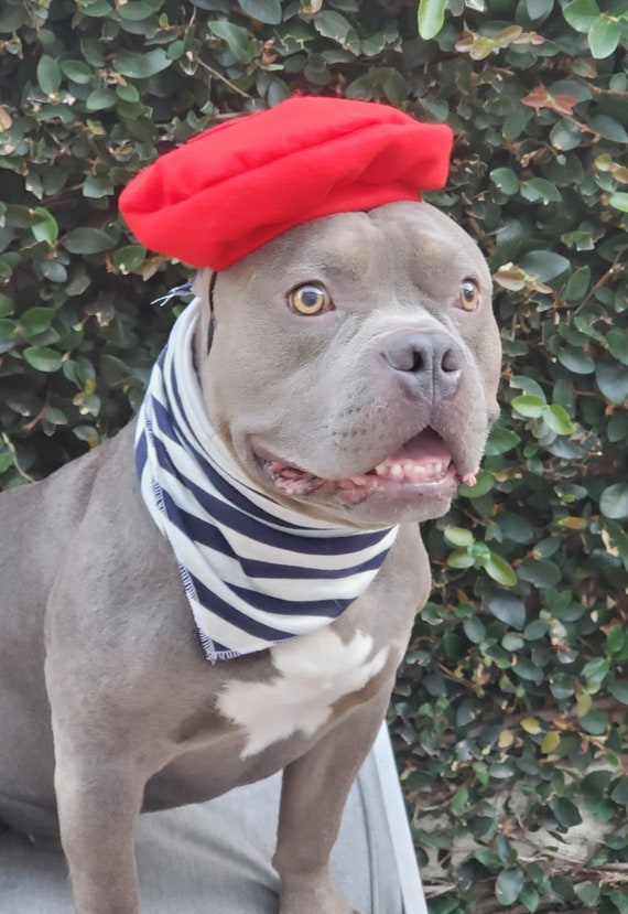 Set for Dog Beret Hat Red Color With Bandana Scarf for Large Dog Etsy