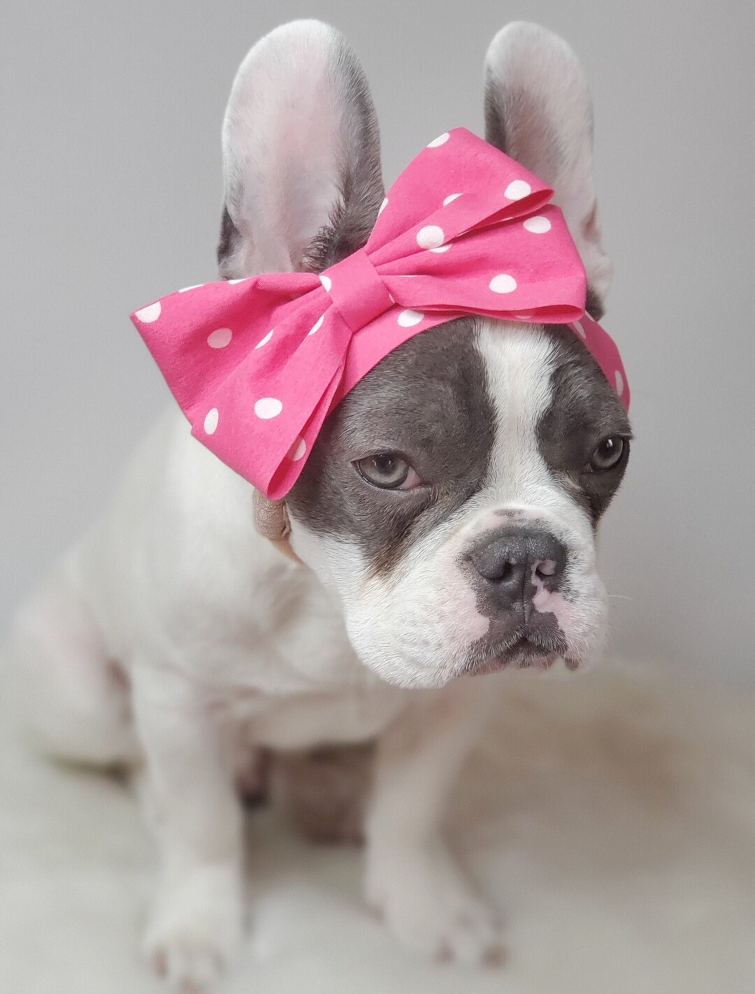 Dog Headband: Polka Dot Bow, Elegant Pet Accessory - Etsy