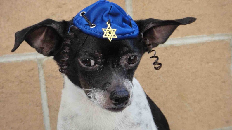 Hanukkah hat for dog or cat /Hanukkah gift /Dog costume / image 1