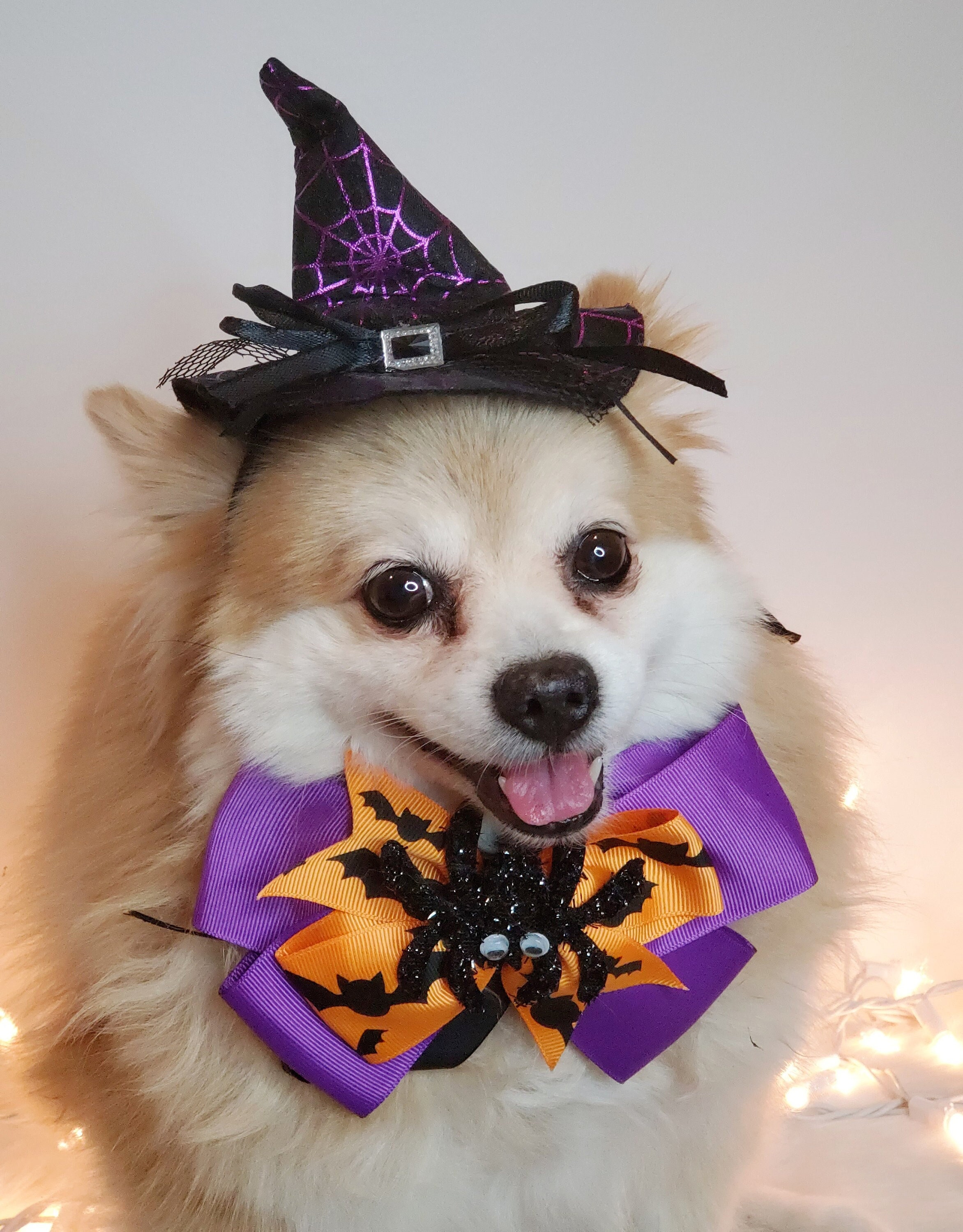 Dog Halloween Hat 2022 Witch Hat For Dog Black Color Halloween Hat With Bow Tie Dog Etsy India
