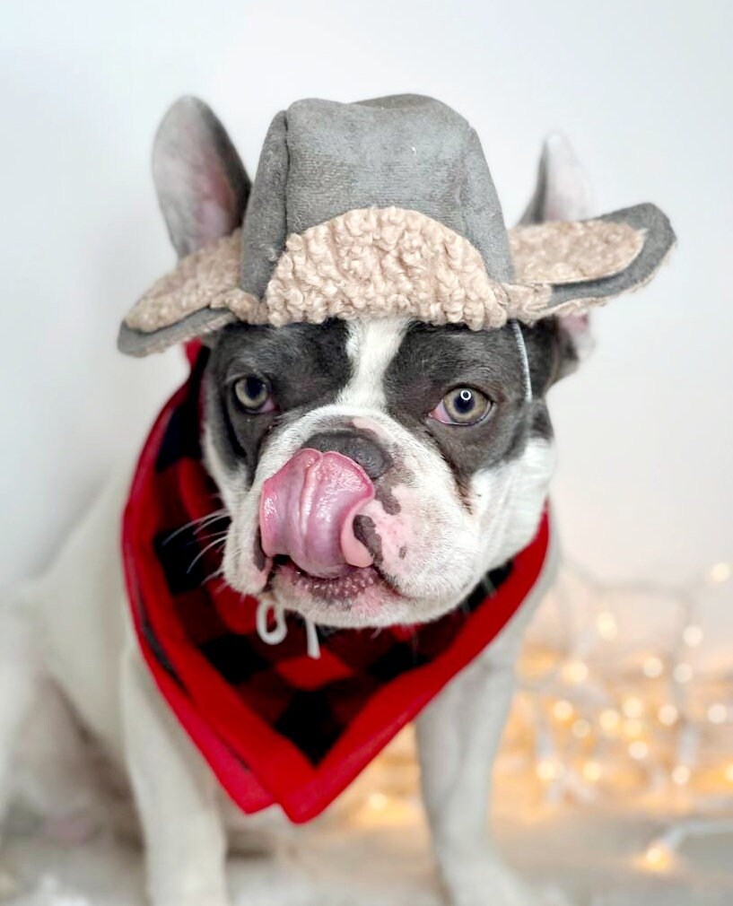 Winter Hat for Large Dog frenchies Hat christmas Dog Hat Etsy