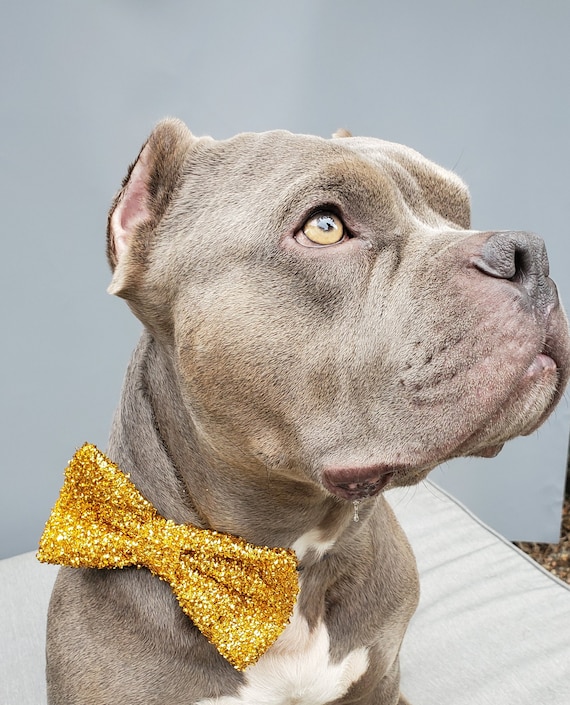 Gold dog bow tie sales