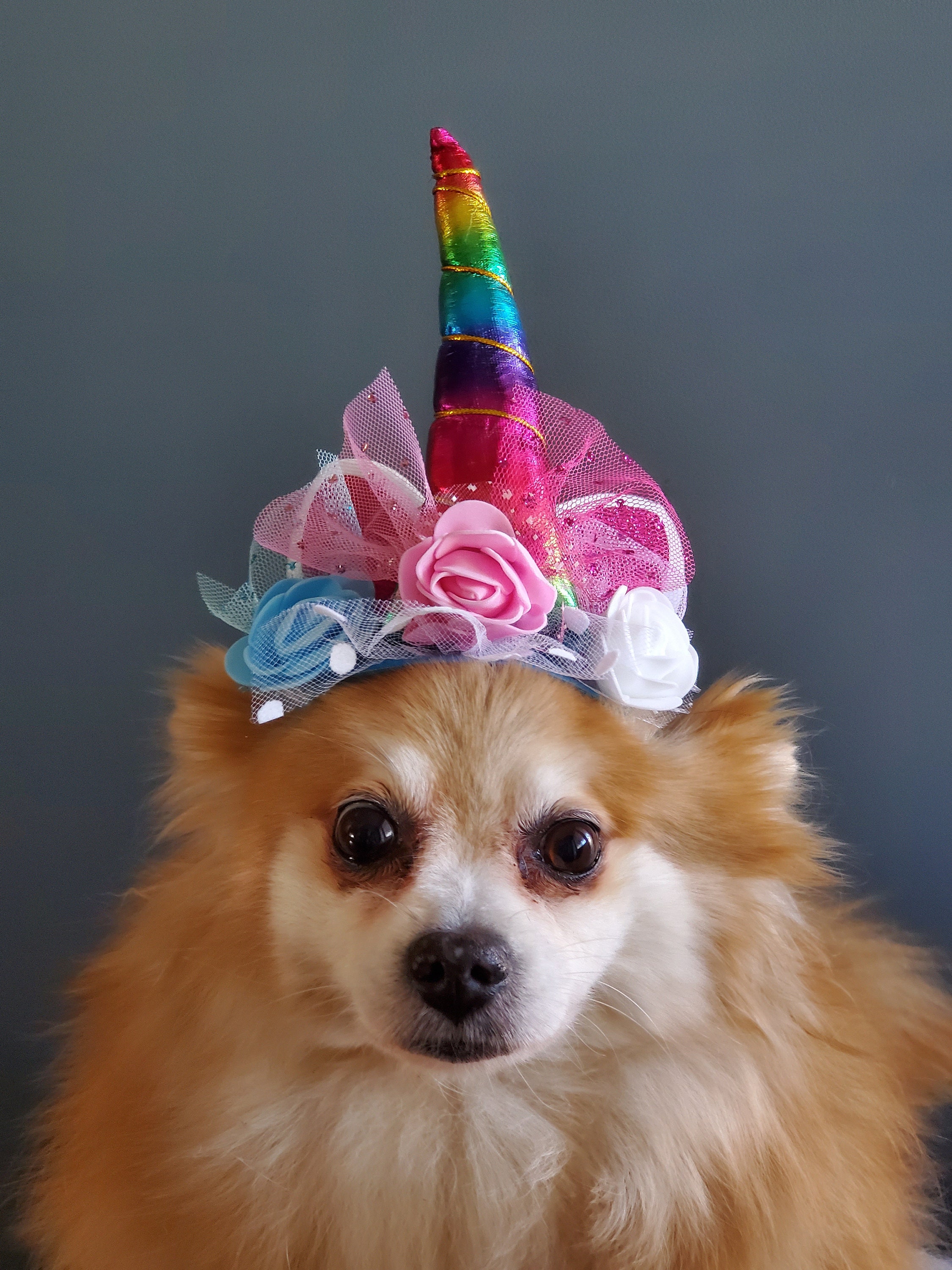 Pet Unicorn Hat for Dog or Cat/halloween Dog Costume/ - Etsy