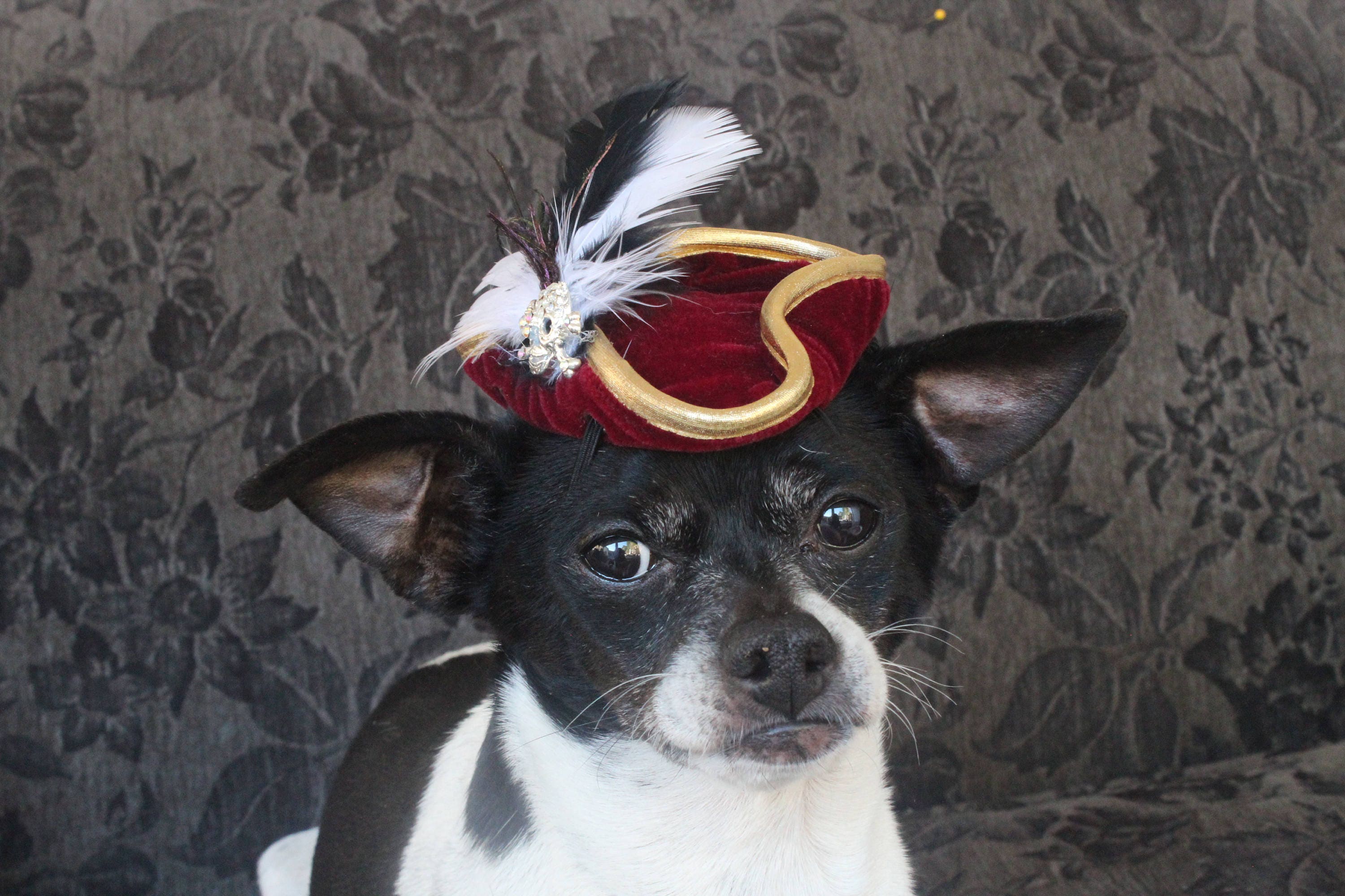 Pirate hat for dogs and cats cute/ Hat for pet /Halloween pet Etsy