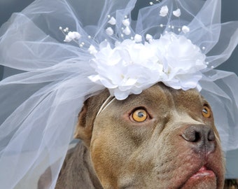 Cute bridal  veil  with white flowers for  Large  dog / Veil for dogs /  Veil for large animal /