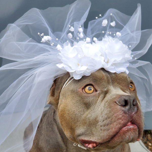 Cute bridal  veil  with white flowers for  Large  dog / Veil for dogs /  Veil for large animal /