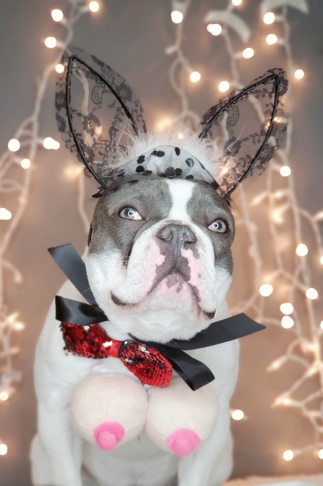 Pet Bunny Costume / Halloween Costume for Dog or Cat / Dog Costume /halloween Dog Costume / Etsy