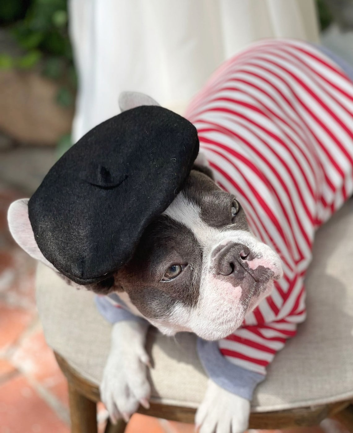 Beret hat black color for dog or cat /Hat for dogs/Beret Etsy