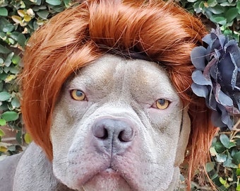 Large size  wig for dog  Or large animal /Halloween wig  /Dog costume #