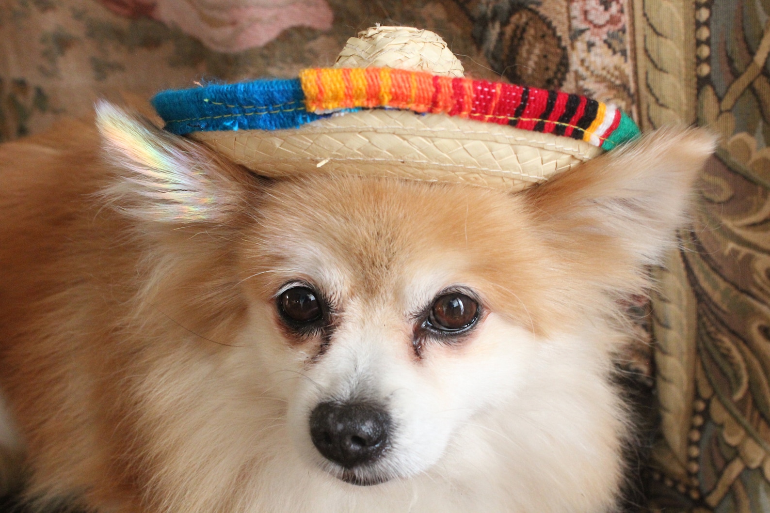 Cute Sombrero Hat for Dog or Cat / Sombrero for Dogs/costume - Etsy