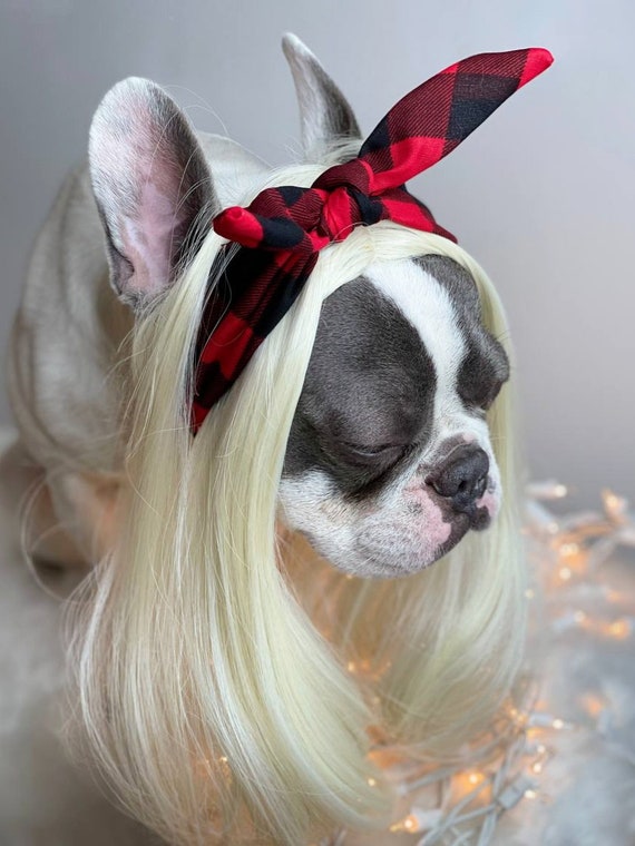 Dog with headband clearance