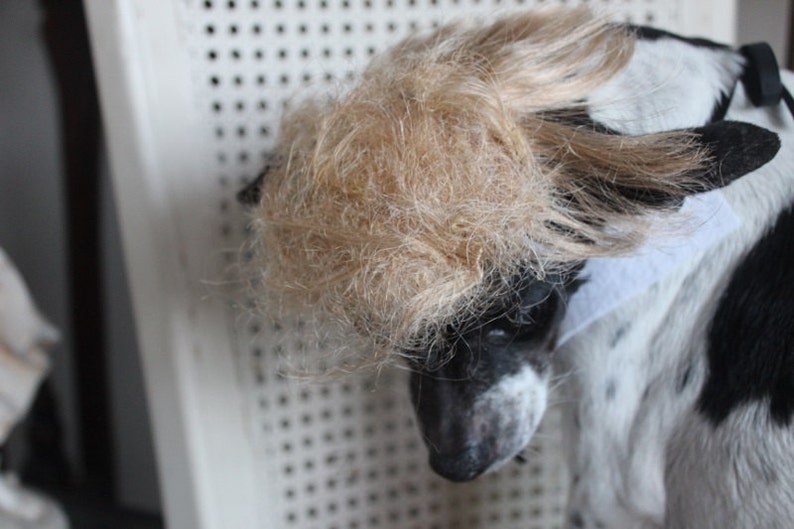 Donald Trump Pet Perücke für Hund oder Katze Etsy