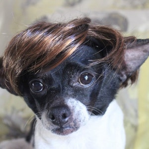 Pet   wig  for dog or cat Brown color  / Halloween pet wig /Halloween wig for dog /Dog  costume /Cat costume /