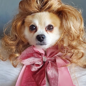 Supper Cute Pet Wig With Curly for Dog or Cat /halloween Dog - Etsy