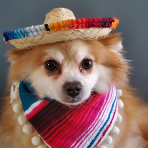 Set  sombrero hat  and bandanna scarf    for dog or cat /Halloween dog costume/