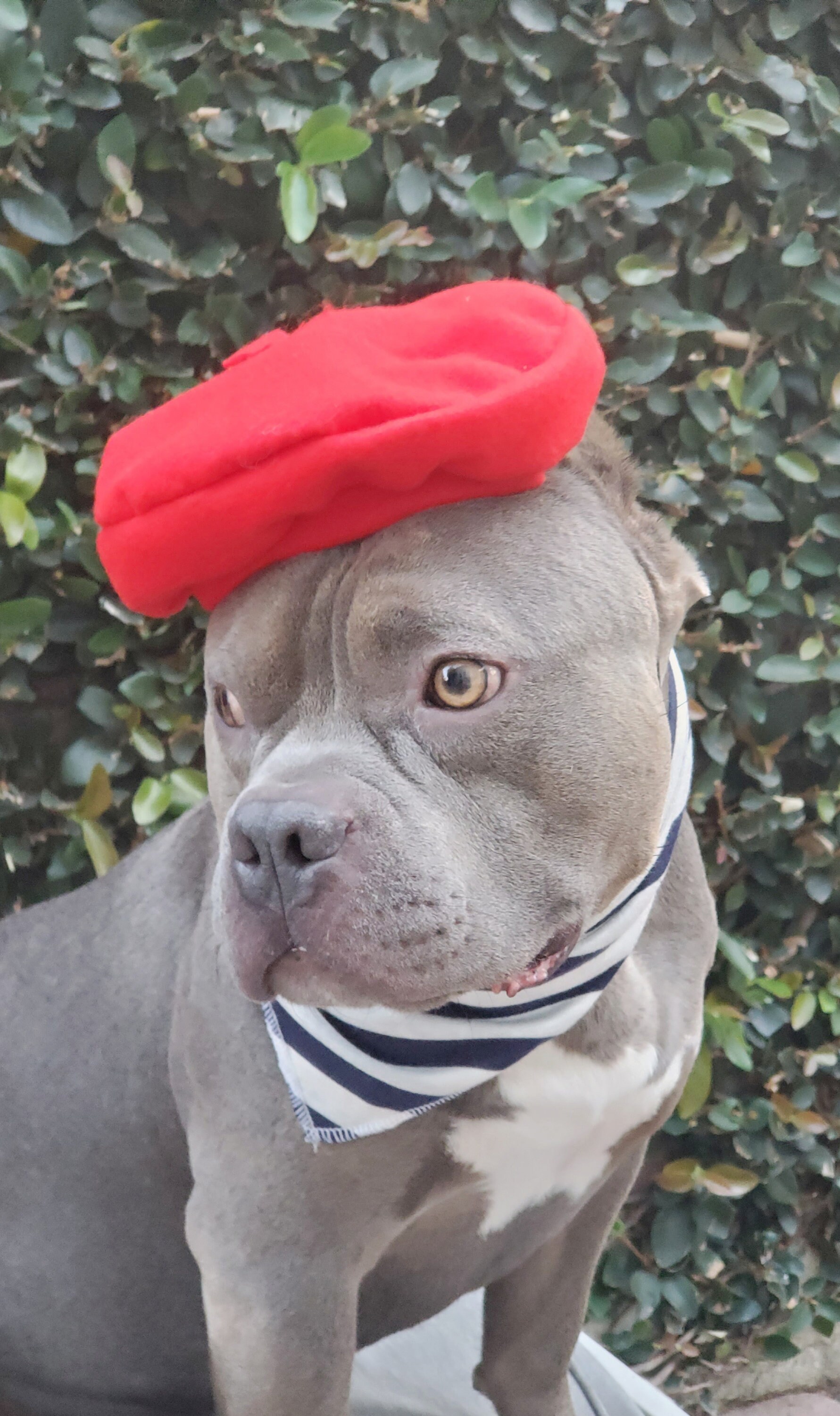 Set for Dog Beret Hat Red Color With 