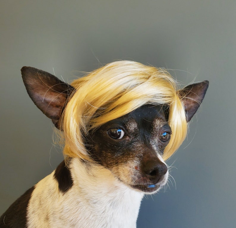 Pet wig blond color for dog or cat wig for pet Halloween pet wig Costume wig for dogs