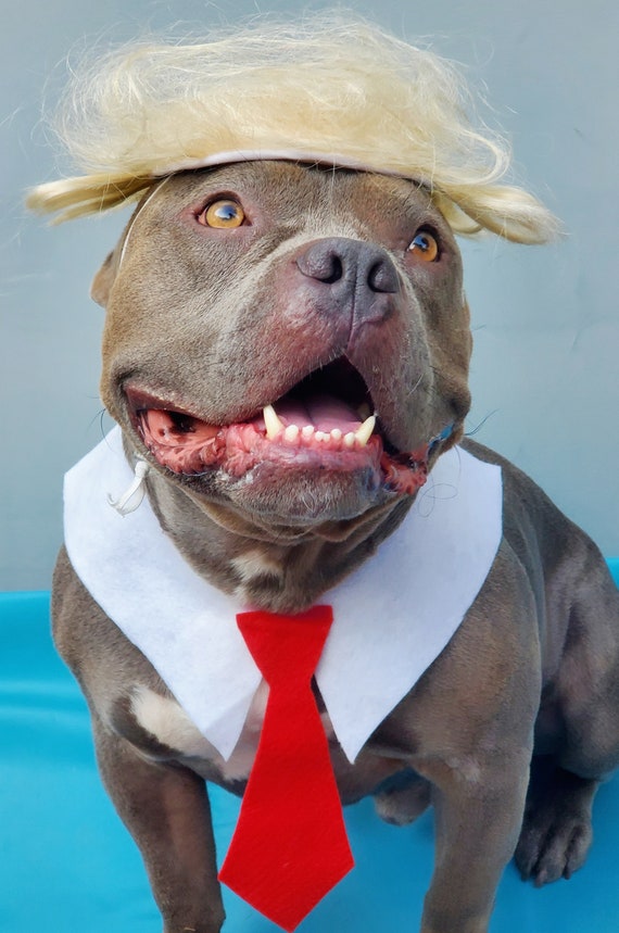 oppervlakte Welsprekend Beïnvloeden Donald Trump Pet set pruik en rode kleur stropdas voor hond of - Etsy België