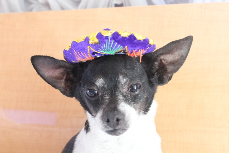 Cute sombrero hat for dog or cat