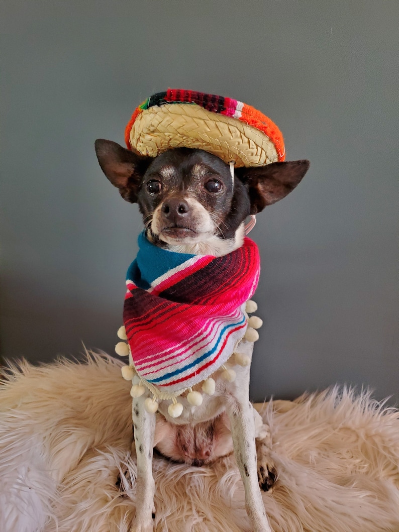 Set sombrero hat and bandanna scarf for dog or cat/ Halloween pet costume/ image 9