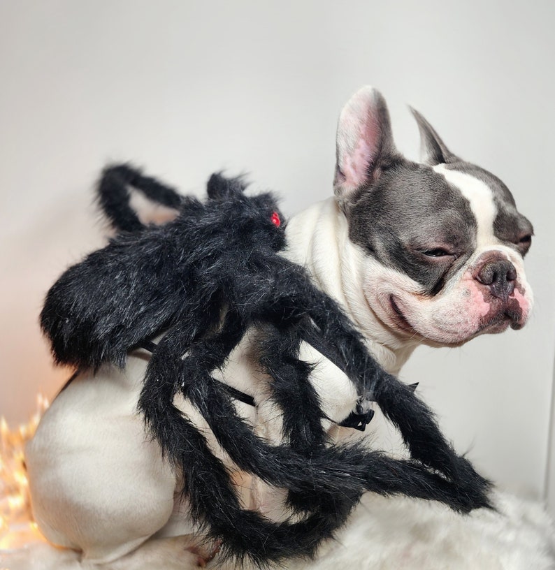 Spider costume for pets / Halloween costume/Dog costume/ image 9