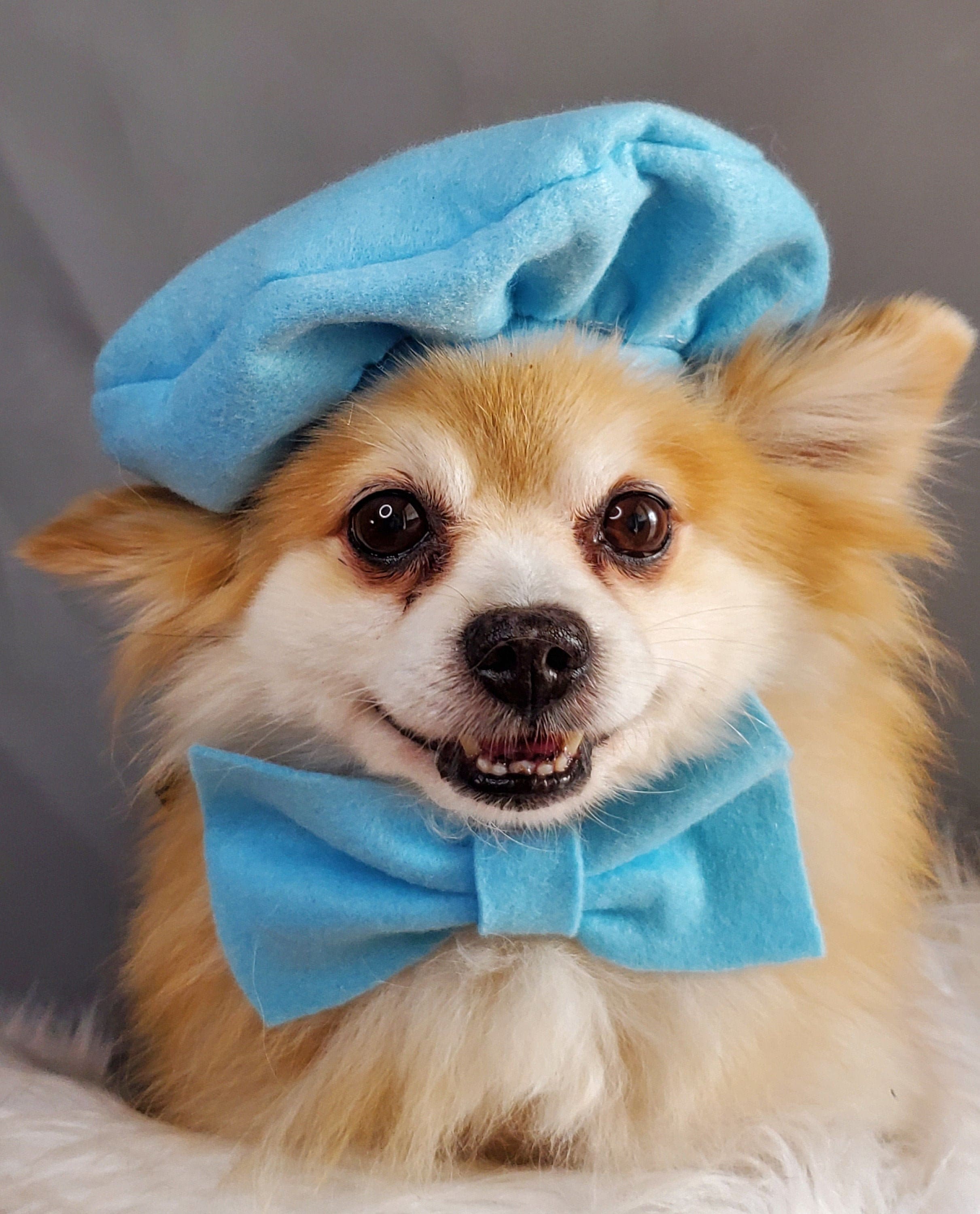 dog beret hat
