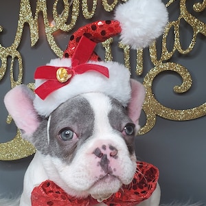 Set bow and hat Christmas  santa  hat for dog or cat/ Holliday dog gift /
