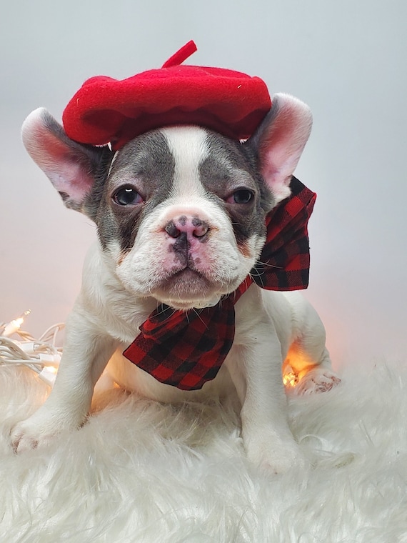 Dog with red hat sale