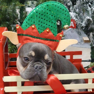 May include: A French bulldog wearing a green and red elf hat with gold bells, sitting in a red toy truck with a white wooden bed.