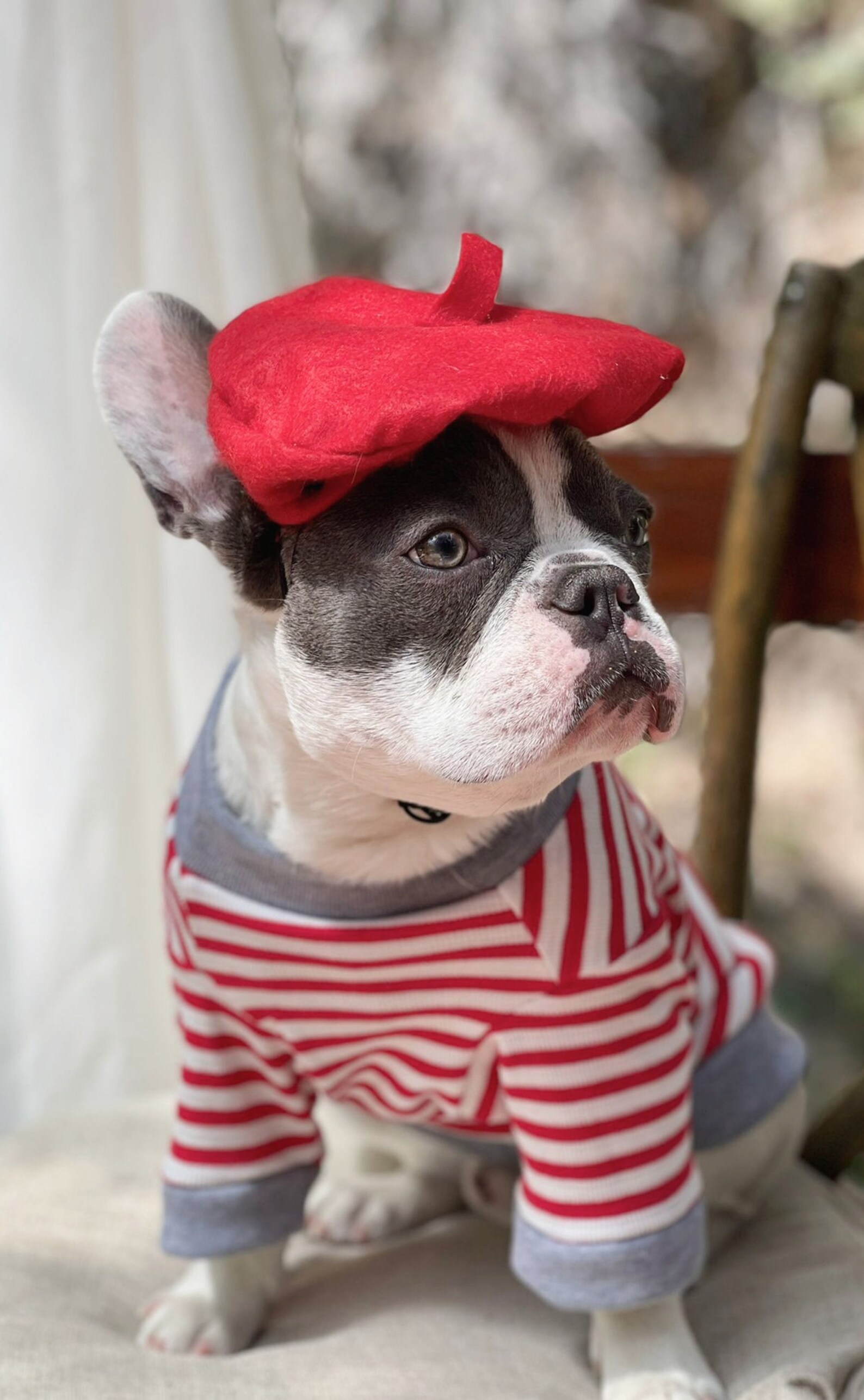 Beret Hat Red Color for Dog or Cat /hat for Dogs/beret for Etsy