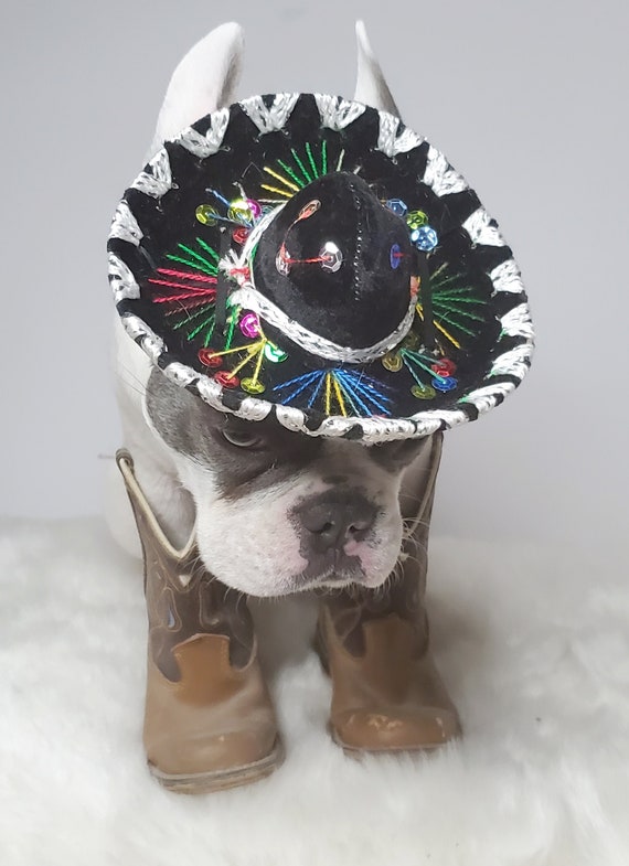 small dog sombrero