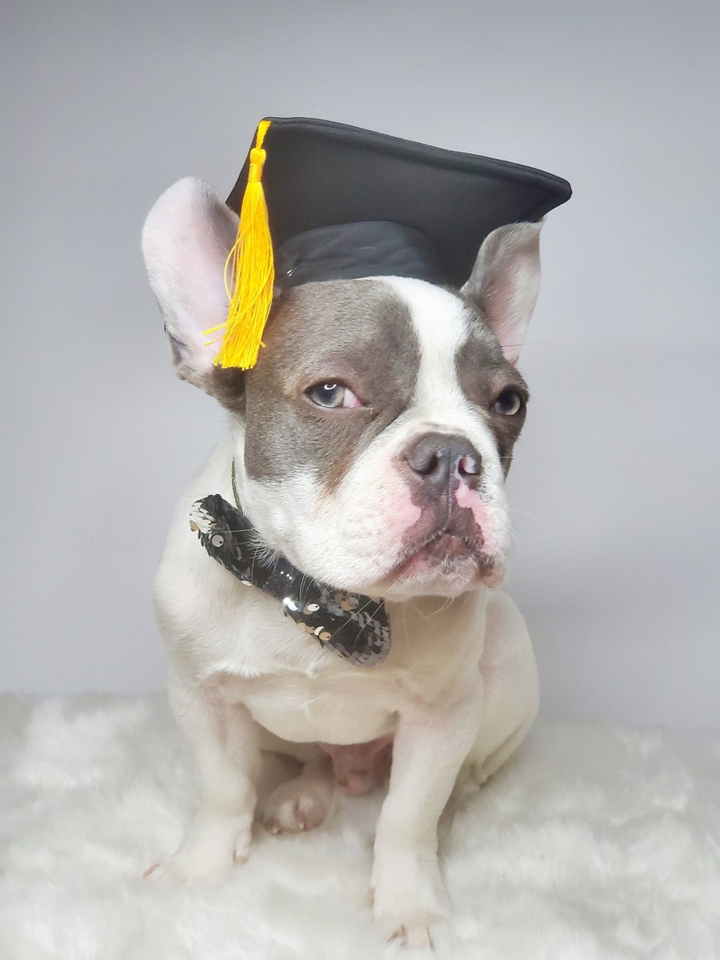 Chapeau de remise des diplômes pour chien/Chapeau de remise des diplômes chat/Chapeau de remise des diplômes pour petit animal/ image 1