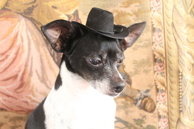 Cowboy hat for dog or cat black color /Small animals hat/Halloween dog hat /Cowboy dogs hat/ image 7