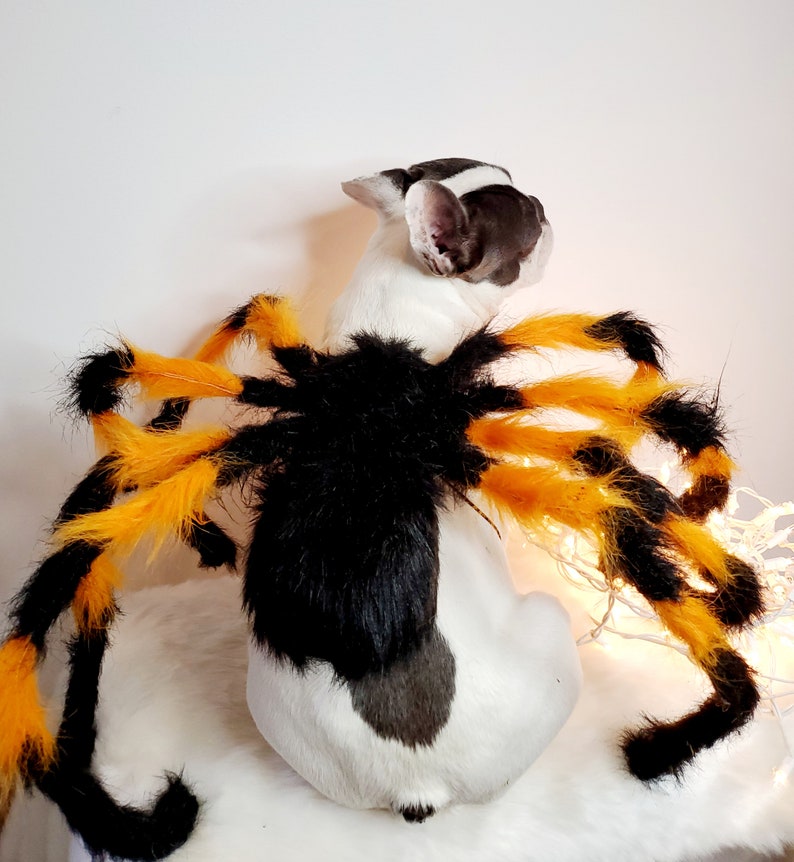 Spider costume for pets / Halloween costume/Dog costume/ image 7