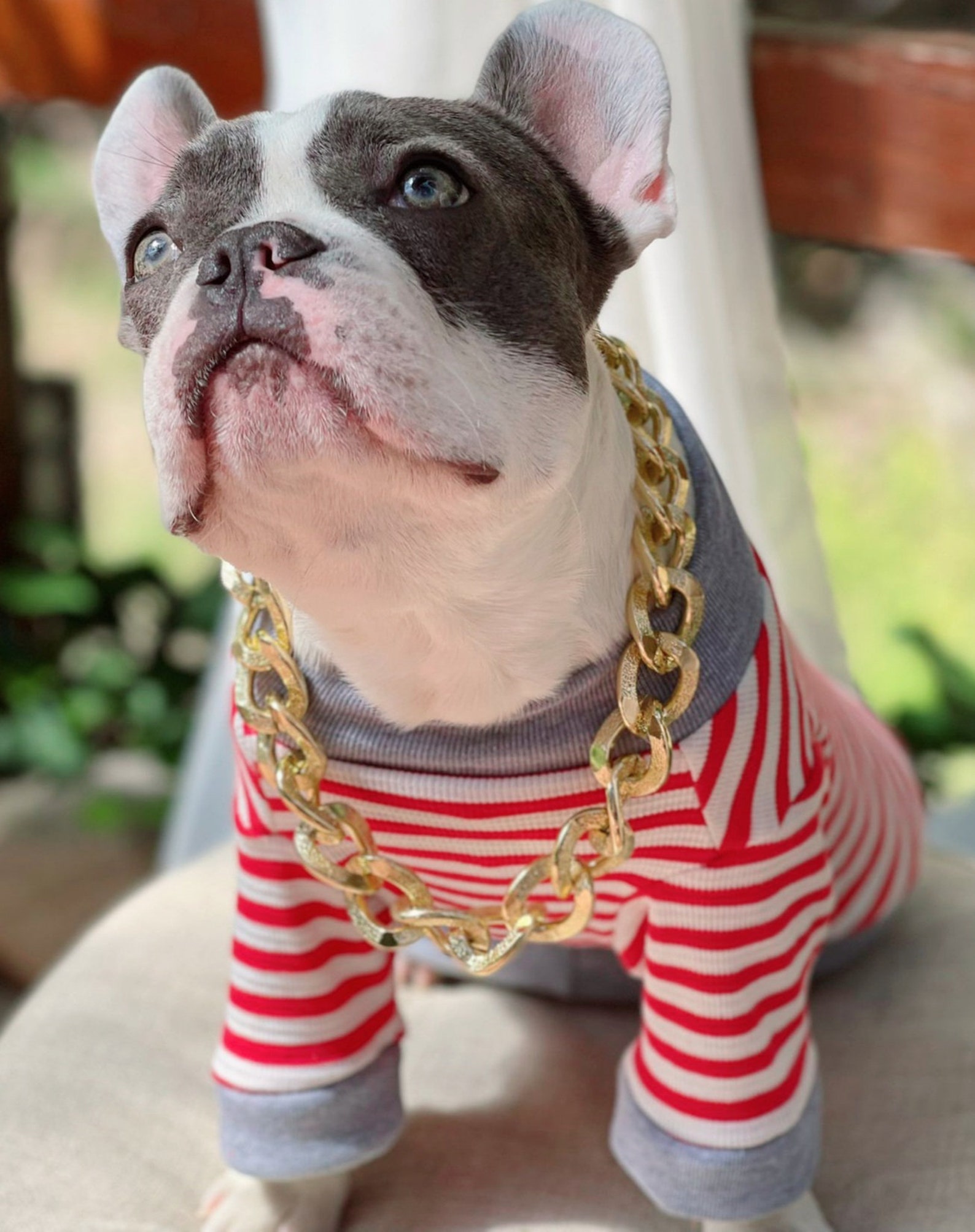 Supper Cute Dog Neck Chain Gold Color/ Jewelry for Pet Etsy