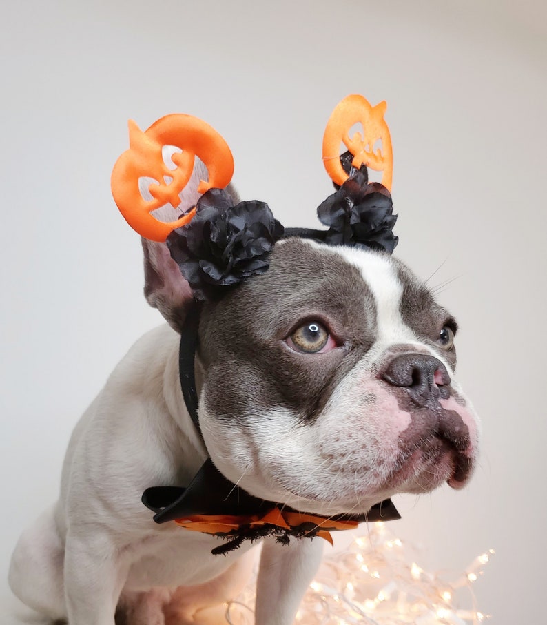 Beautiful headband and bow tie /Halloween costume/Dog costume / image 6