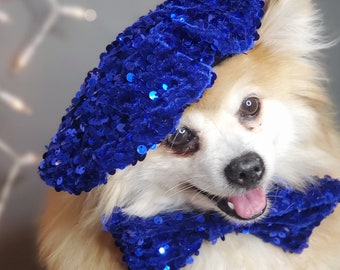 May include: A white dog wearing a blue sequined beret and bow tie. The dog is looking at the camera and has a happy expression.