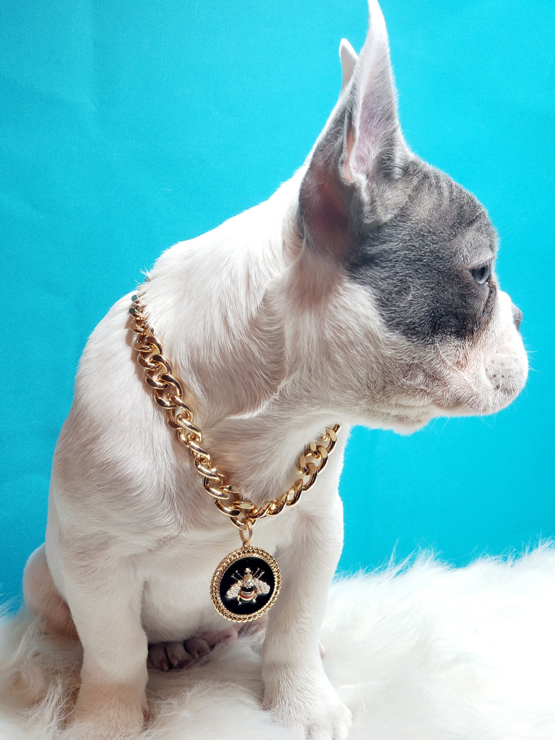 Supper cute dog neck chain gold color/ Pet collar/ Jewelry for Etsy