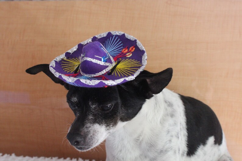 Cute sombrero hat for dog or cat