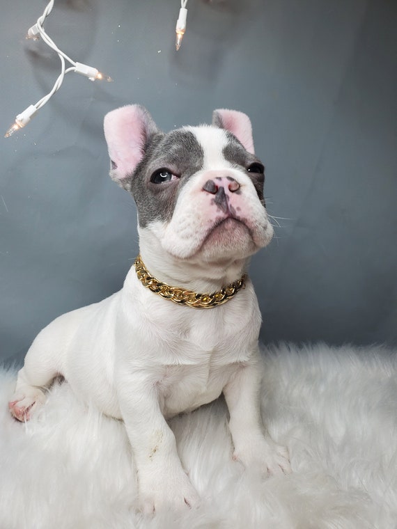 Cuban Link /supper Cute Dog Neck Chain Gold Color/jewelry for Pet